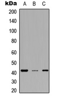 MESP2