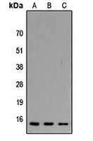 ATP5J2