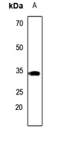 CA8