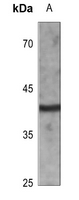 CD72