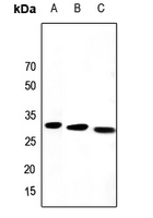 PEX19