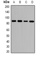 ZNF839