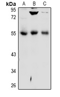 DPP7