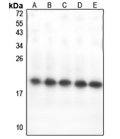 GPSM3