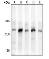MYH15