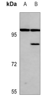 AKAP2