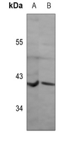 OPN5
