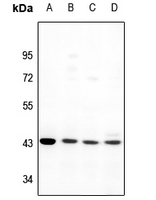 OXER1