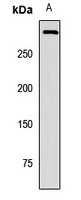 PIEZO1