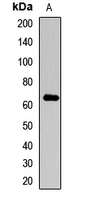 COL10A1