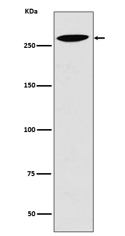 Rabbit Monoclonal to Lrp2/Megalin