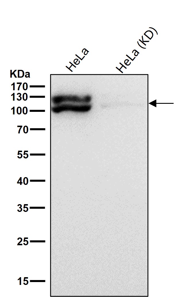 Rabbit Monoclonal to MKLP1
