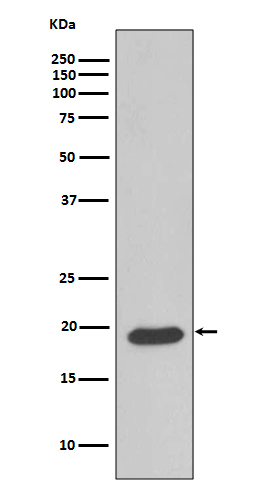 Rabbit Monoclonal to Caveolin-3