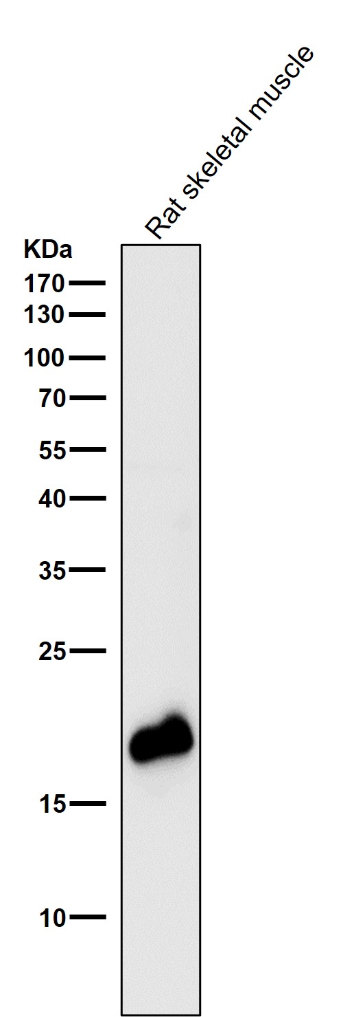 Rabbit Monoclonal to Caveolin-3