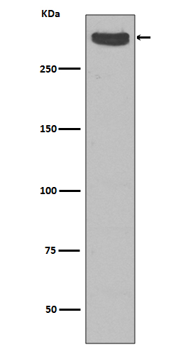 Cubilin