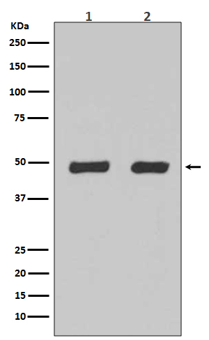 Rabbit Monoclonal to Flotillin 2