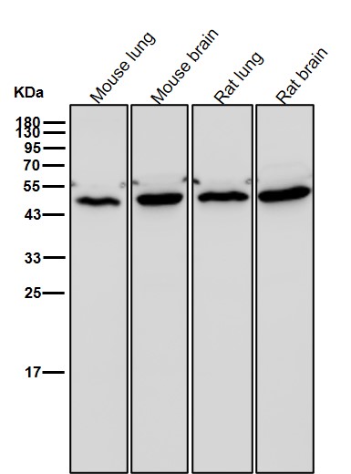 Rabbit Monoclonal to Flotillin 2