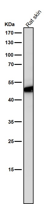 Rabbit Monoclonal to Flotillin 2