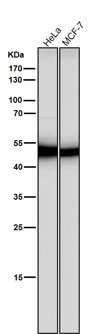 Rabbit Monoclonal to Flotillin 2