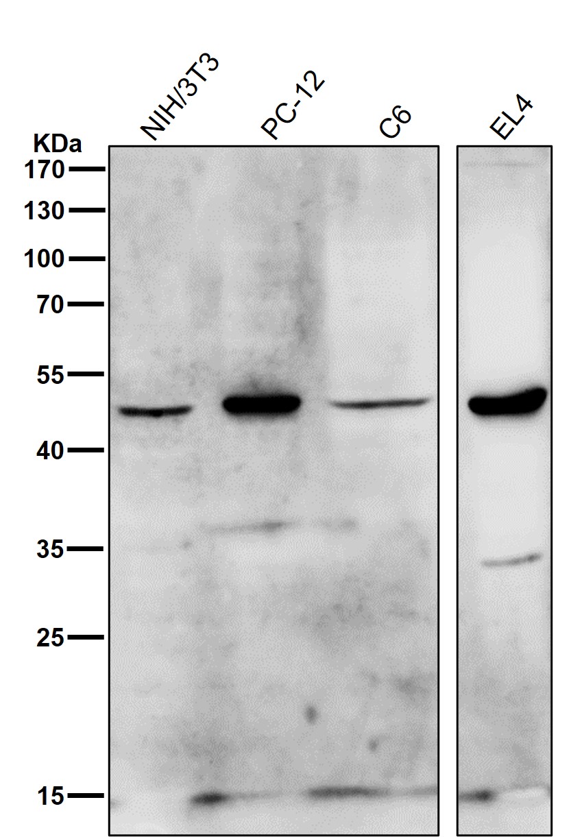 HDAC11