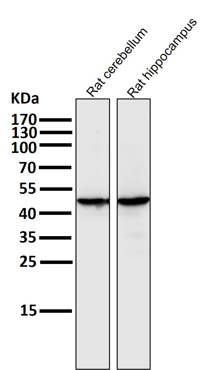 Rabbit Monoclonal to MEK1