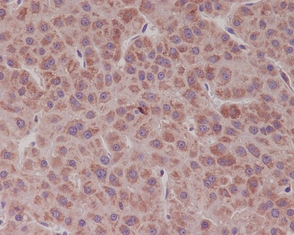 Rabbit Monoclonal to Bcl-XL