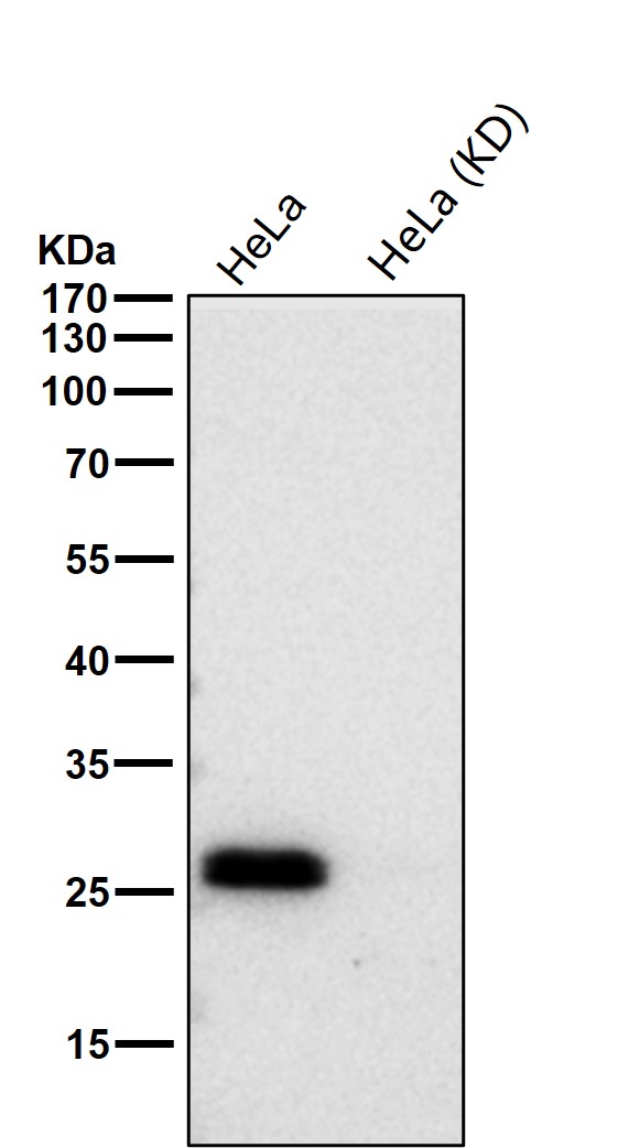 Rabbit Monoclonal to Bcl-XL