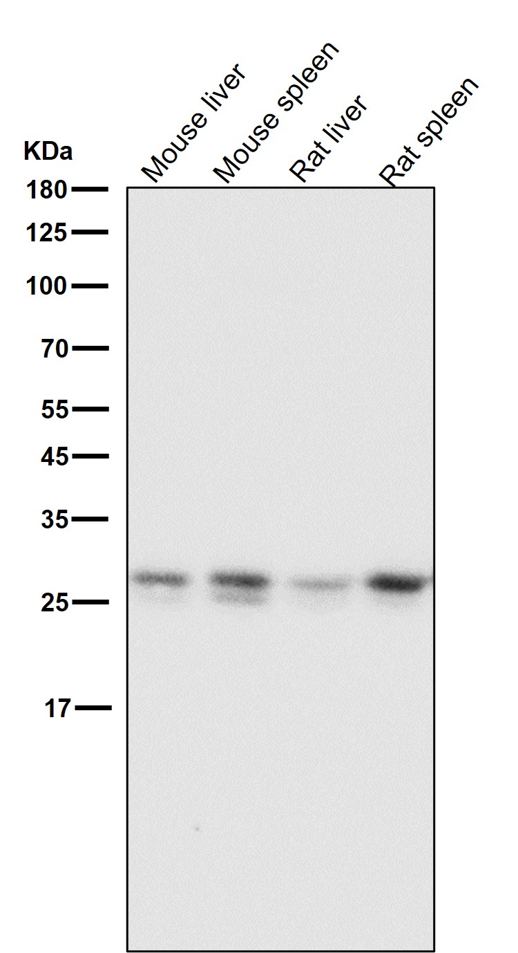 Rabbit Monoclonal to Bcl-XL