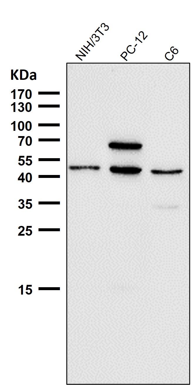 Rabbit Monoclonal to CCR9