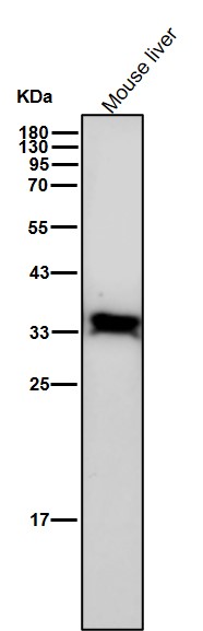 Phospho-PP2A alpha(Y307)