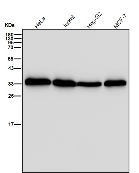 Rabbit Monoclonal to Phospho-PP2A alpha(Y307)