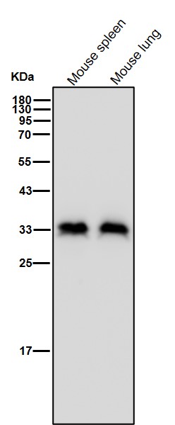 Rabbit Monoclonal to Phospho-PP2A alpha(Y307)
