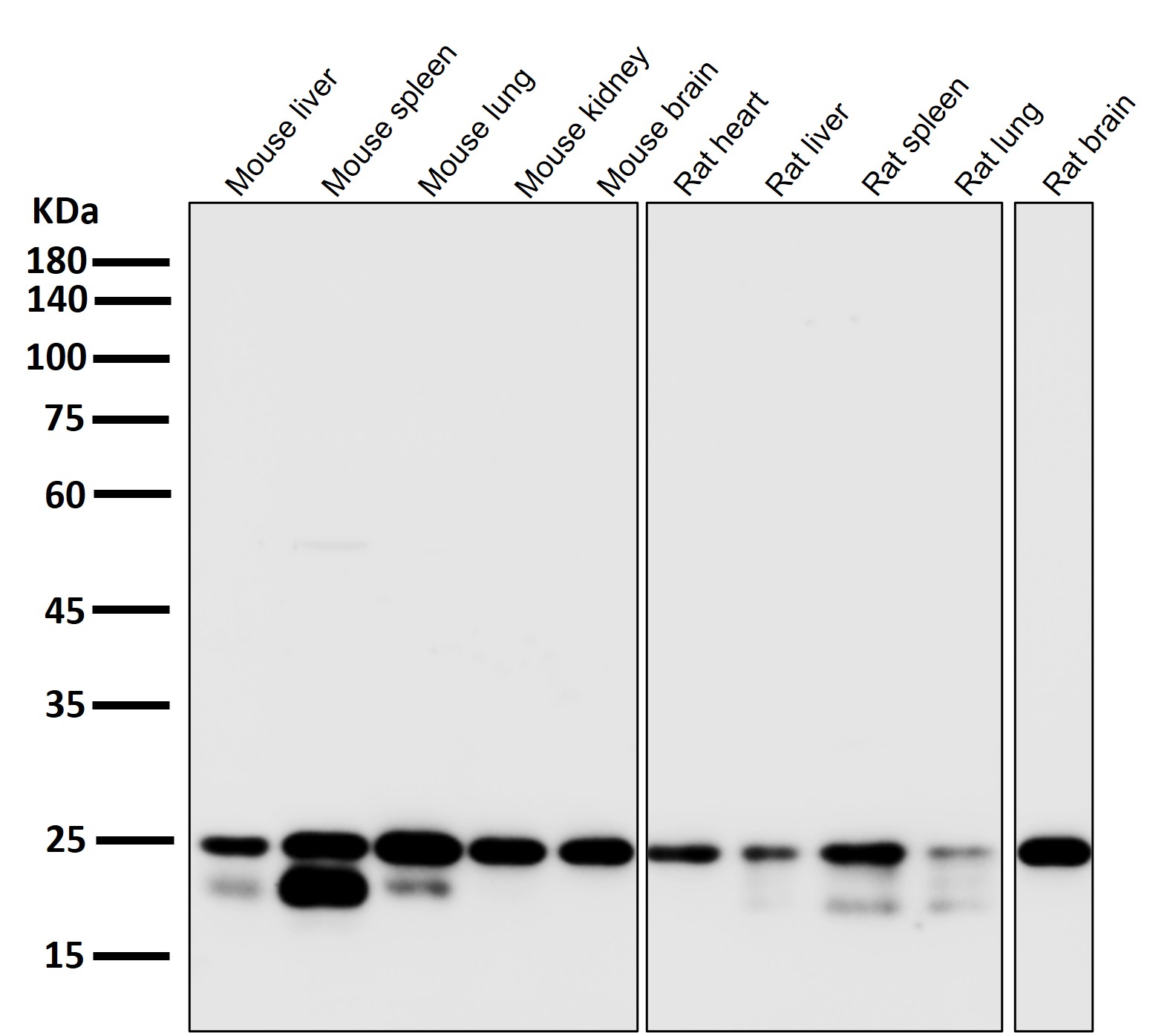 Rabbit Monoclonal to HMGB1