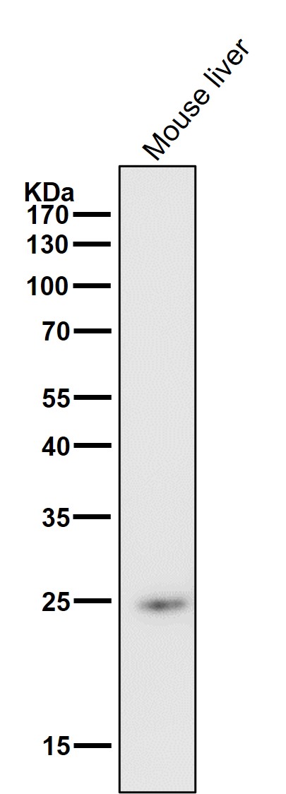 Rabbit Monoclonal to HMGB1