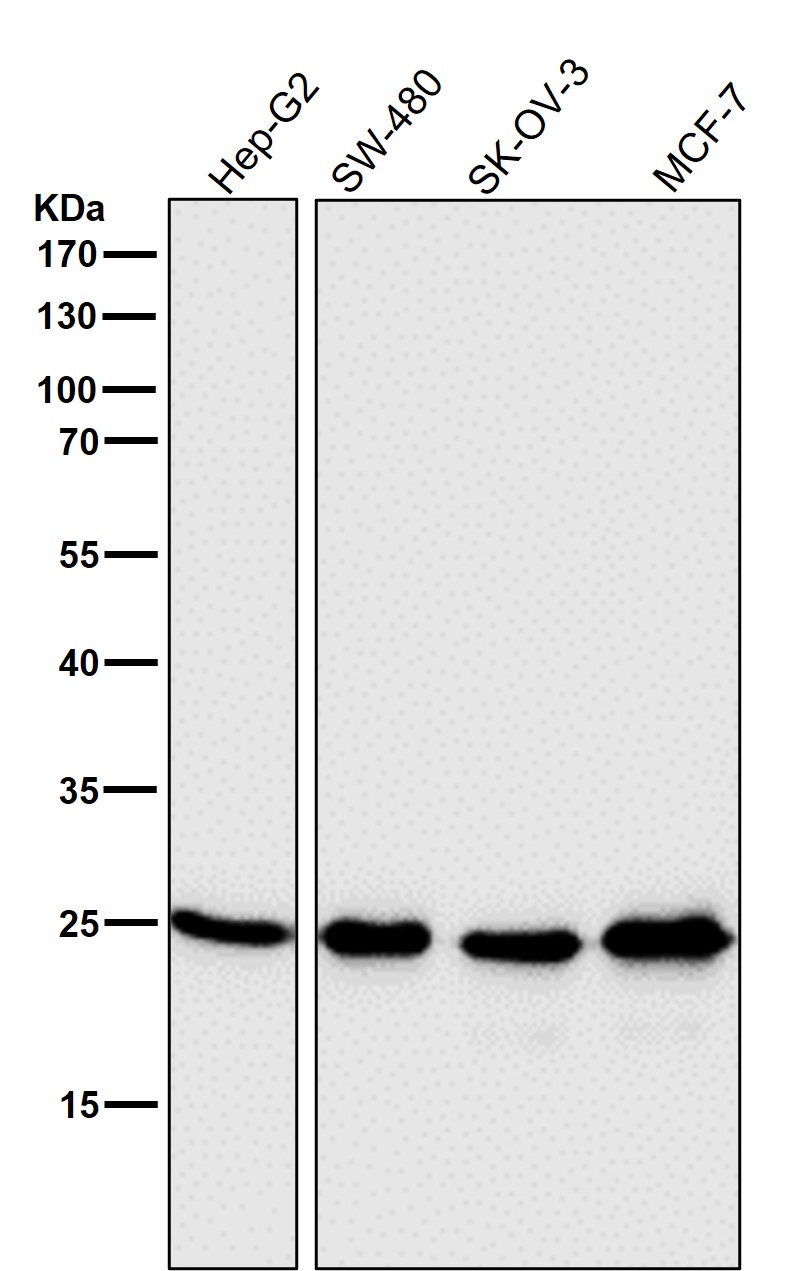Rabbit Monoclonal to HMGB1