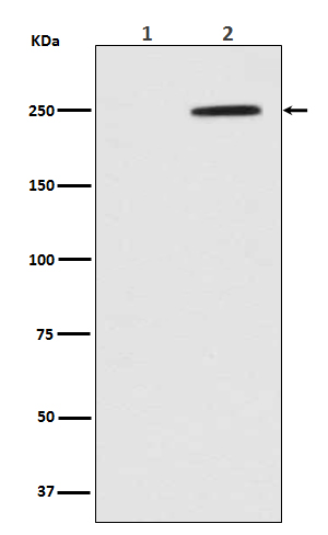 Phospho-GCN2(T899)