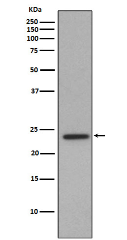 Id1