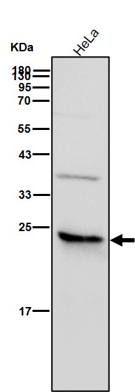 MRRF