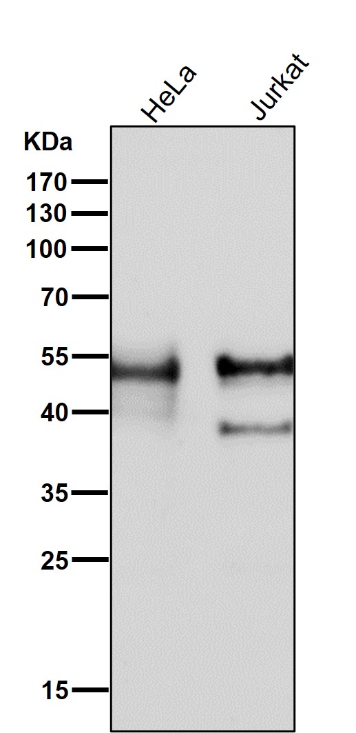 Rabbit Monoclonal to ERG