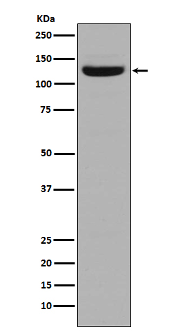 Collagen I