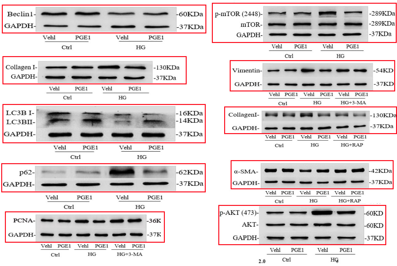 Rabbit Monoclonal to Collagen I