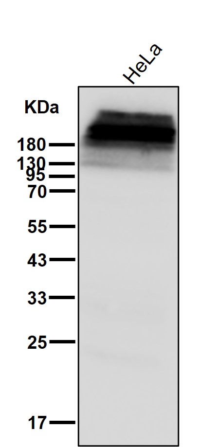Plectin