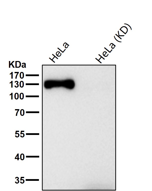 Rabbit Monoclonal to GM130