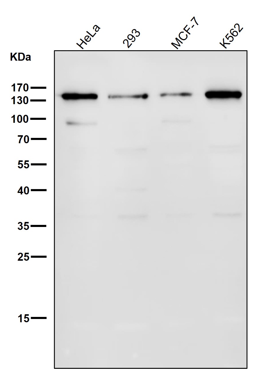 Rabbit Monoclonal to GM130