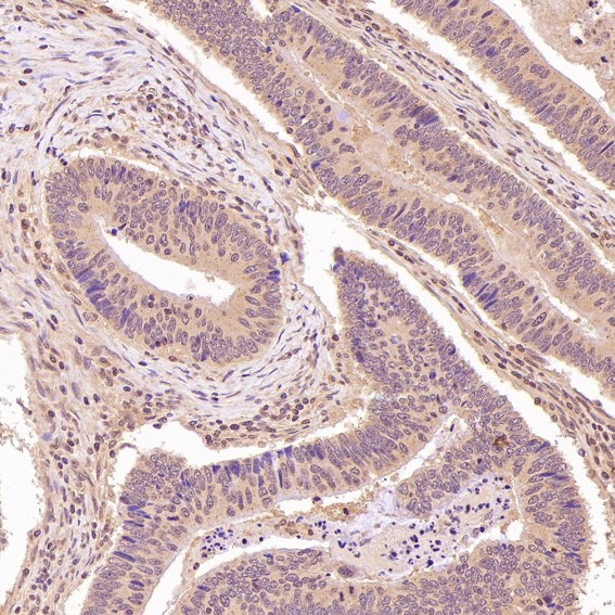 Rabbit Monoclonal to NAK/TBK1(N-term)