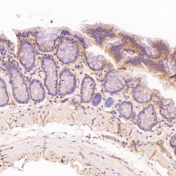 Rabbit Monoclonal to NAK/TBK1(N-term)