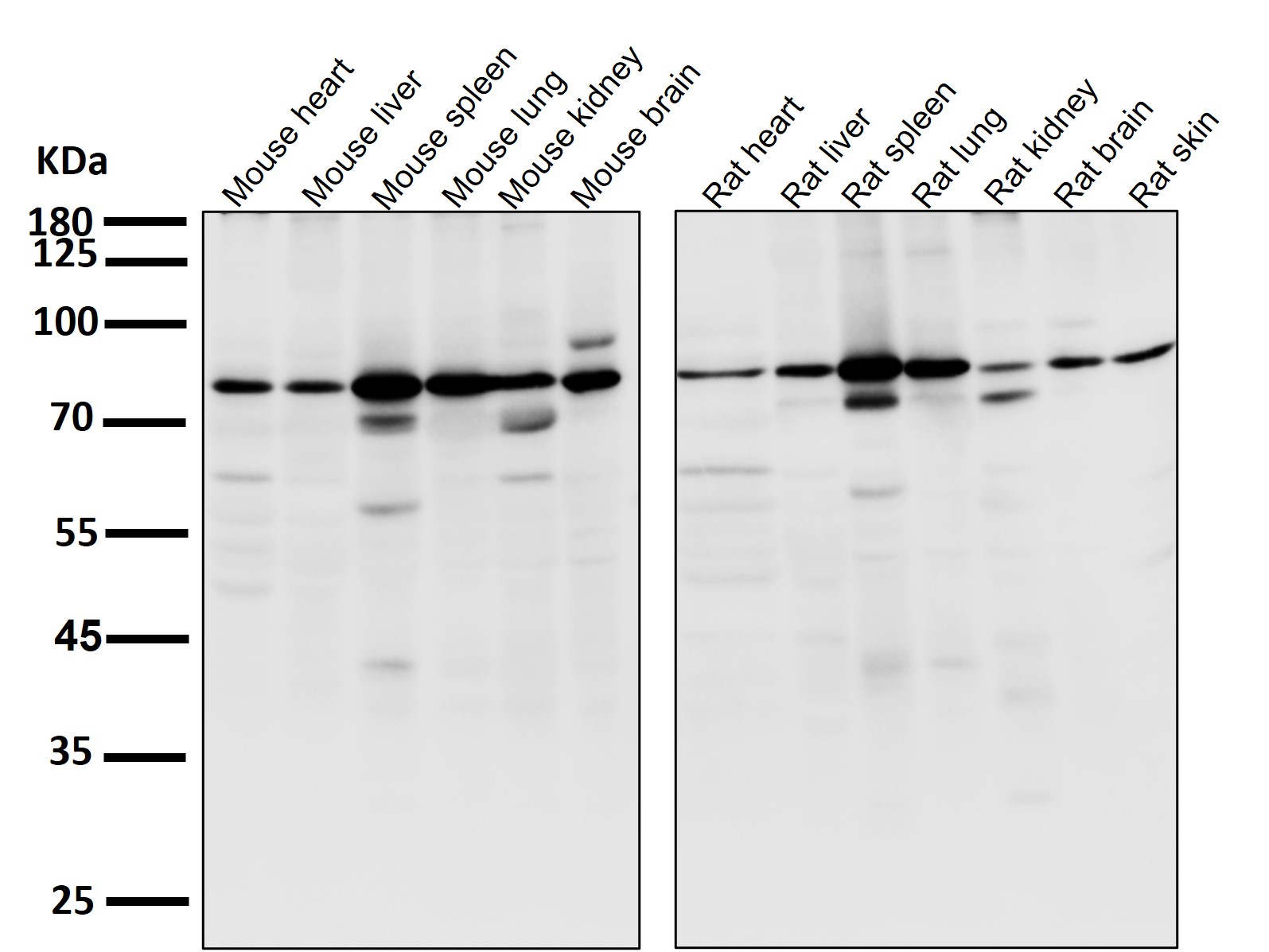 Rabbit Monoclonal to NAK/TBK1(N-term)