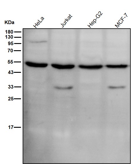 Phospho-MLKL(S345)