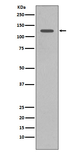Rabbit Monoclonal to SHIP
