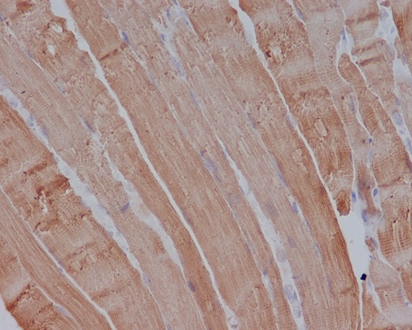 Rabbit Monoclonal to Actin(Alpha-Actin)